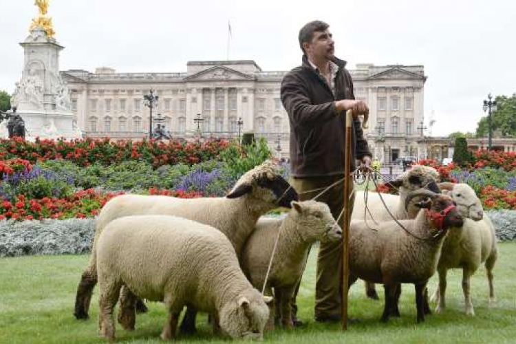 Egy nap alatt híresség lett a Buckingham-palota tövében legelő birkákból